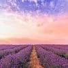 Lavender Field paint by number