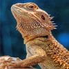 Lizard Bearded Agama paint by number