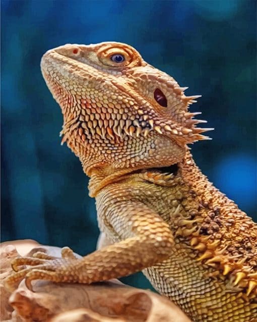 Lizard Bearded Agama paint by number