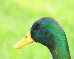 Mallard Duck paint by number