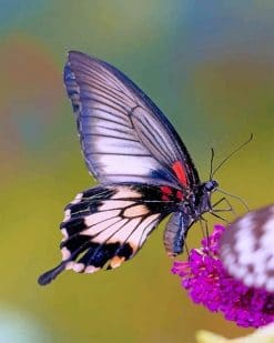 Lovely Purple Butterfly paint by number