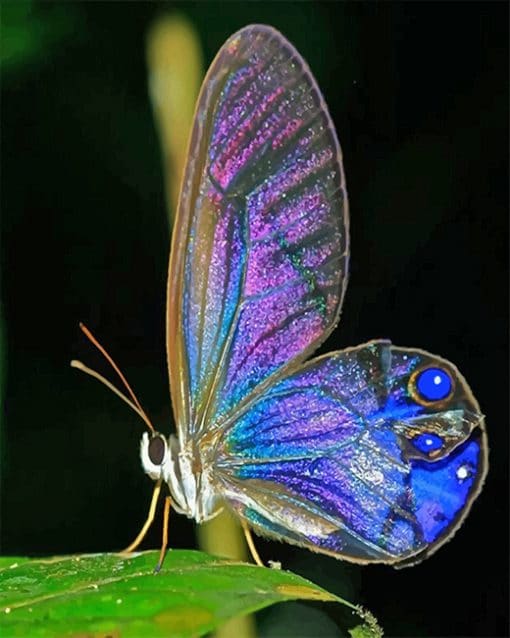 Magical Butterfly paint by number