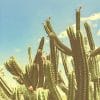 San Pedro Cactus paint by number