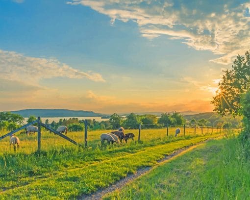 Sheep Field paint by number