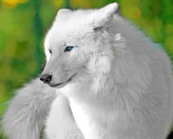 White Cute Wolf Paint By Numbers