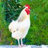 Brown And White Rooster paint By Numbers