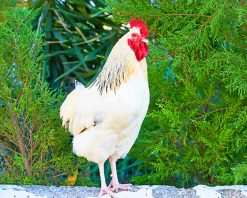 Brown And White Rooster paint By Numbers