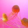 Brown And Black Jellyfishes Paint By Numbers