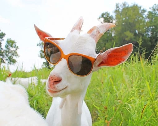 Goat Sunglasses Paint By Numbers