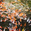 Koi Fishes On water Paint By Numbers