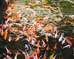 Koi Fishes On water Paint By Numbers