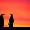 Penguins Silhouette Paint By Numbers