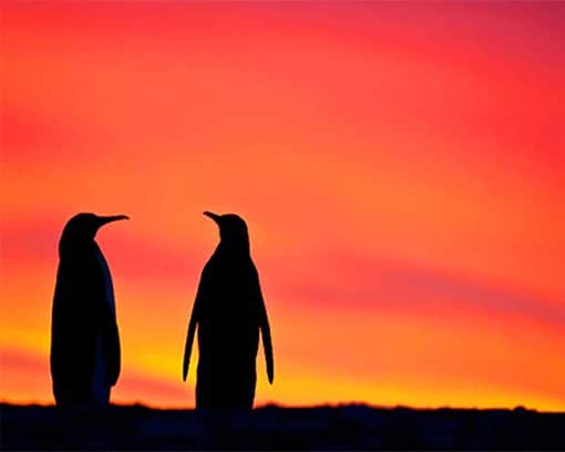 Penguins Silhouette Paint By Numbers