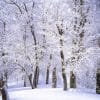 Trees Covered With Snow Paint By numbers