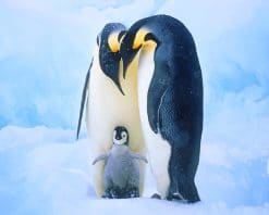 Penguin Family paint By Numbers