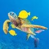 Sea Turtle And Fish Paint By Numbers