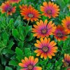 African Daisy Purple Sun adult paint by numbers