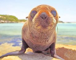 Baby Walrus paint by numbers