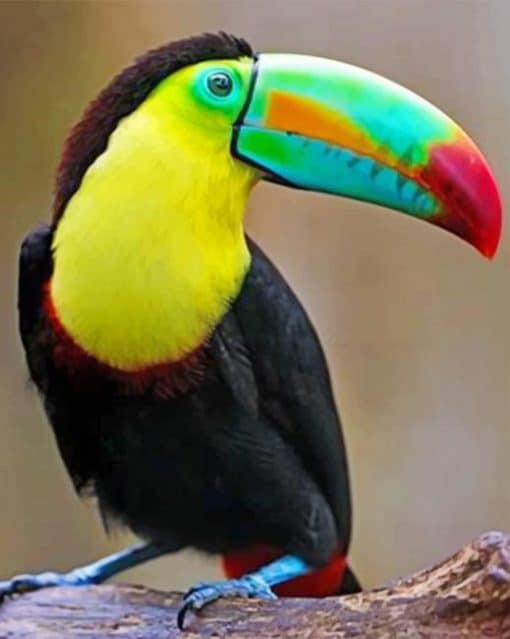 Beautiful Colored Toucan adult paint by numbers