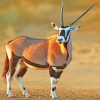 Beautiful Gemsbok paint by number