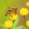 Bee on Yellow Flower adult paint by numbers