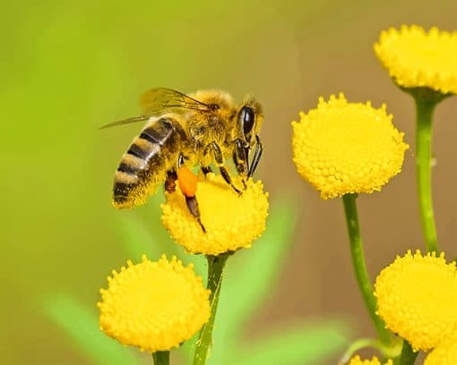 Bee on Yellow Flower adult paint by numbers