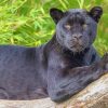 Black Panther Jaguar adult paint by numbers