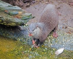 Black and Gray otter adult paint by numbers