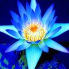 Blue Lotus adult paint by numbers