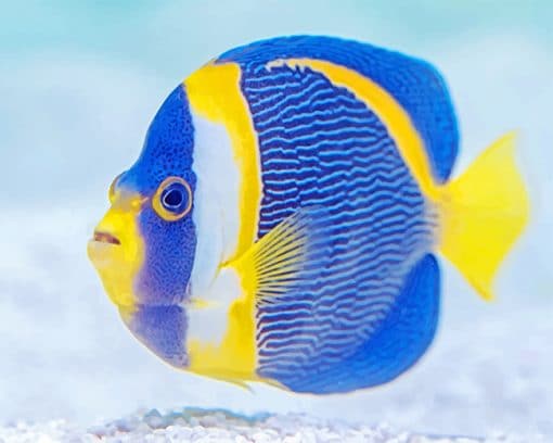 Blue and yellow fish adult paint by numbers