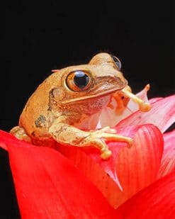 Brown Frog on Red Petal Flower adult paint by numbers