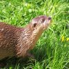 Brown Otter On Green Grass paint by number