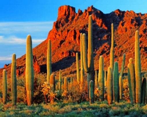 Cactus Near Mountain adult paint by numbers