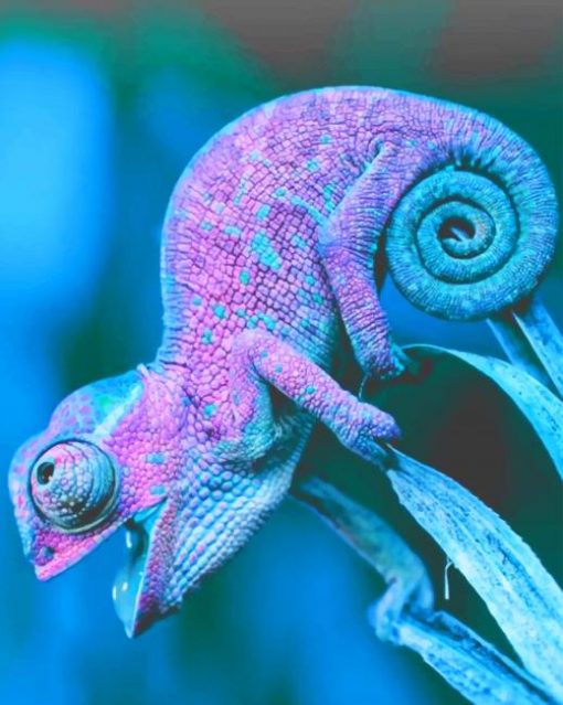 Cool Chameleon adult paint by numbers