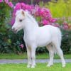 Cute little white horse adult paint by numbers