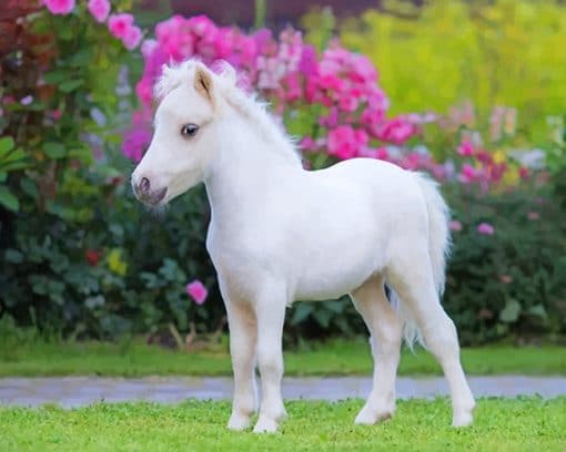 Cute little white horse adult paint by numbers