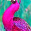 Dark Pink Peacock adult paint by numbers