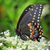 Female Black Swallowtail Butterfly paint by numbers