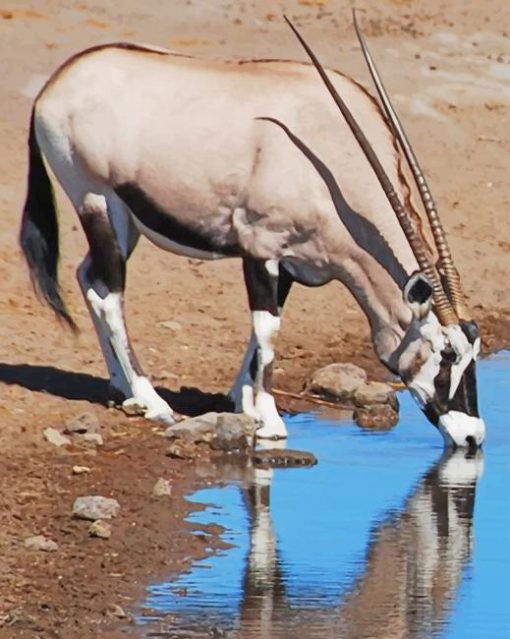 Gemsbok Drinking paint by number