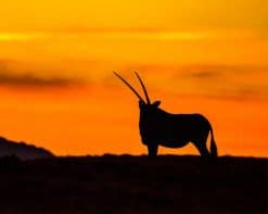 Gemsbok Silhouette paint by number