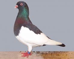 German Magpie Pigeon adult paint by numbers