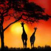 Giraffe Sunset adult paint by numbers