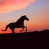 Horse Silhouette Sunset paint by numbers