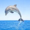 Jumping Dolphin paint by number