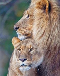 lion couple adult paint by numbers