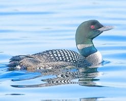 Loon Bird adult paint by numbers