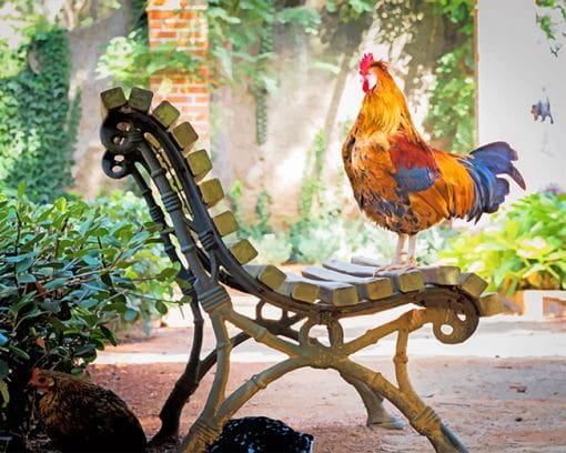 Orange Rooster on Brown Wooden Bench adult paint by numbers