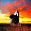 Orca Sunset paint by numbers