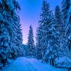 Photography Trees Covered With Snow adult paint by numbers