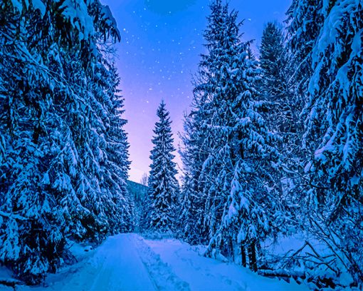 Photography Trees Covered With Snow adult paint by numbers